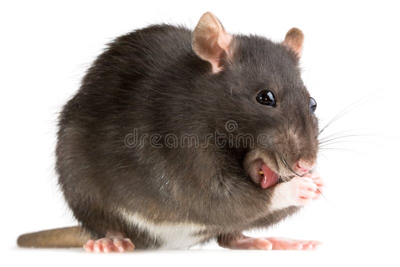 Rat washing stock image. Image of whisker, domestic, mammal 4864485