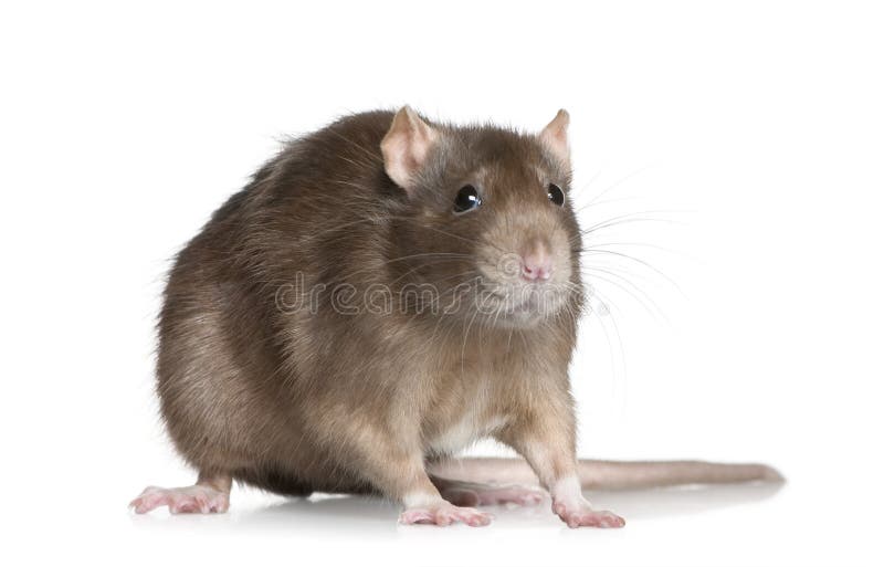Rat, 1 year old, in front of white background stock photos Rat, 1 year old, in front of white background stock photos