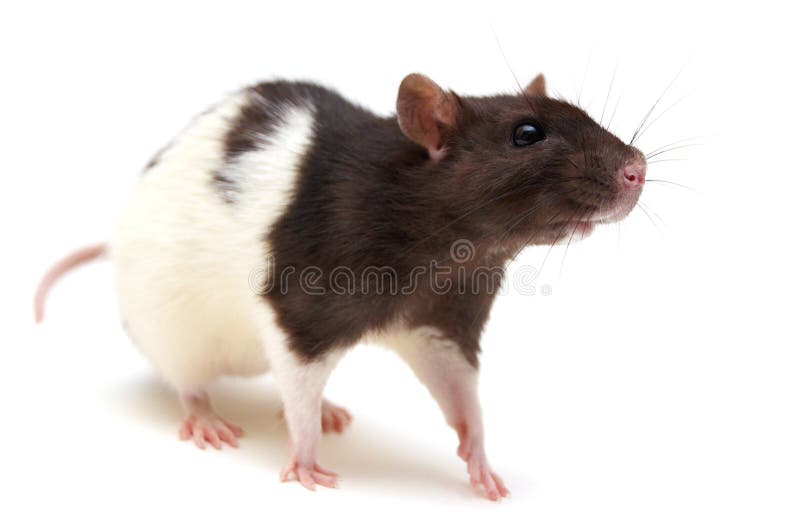 Rata Blanco Y Negro Foto De Archivo Imagen De Rata Negro 10881920