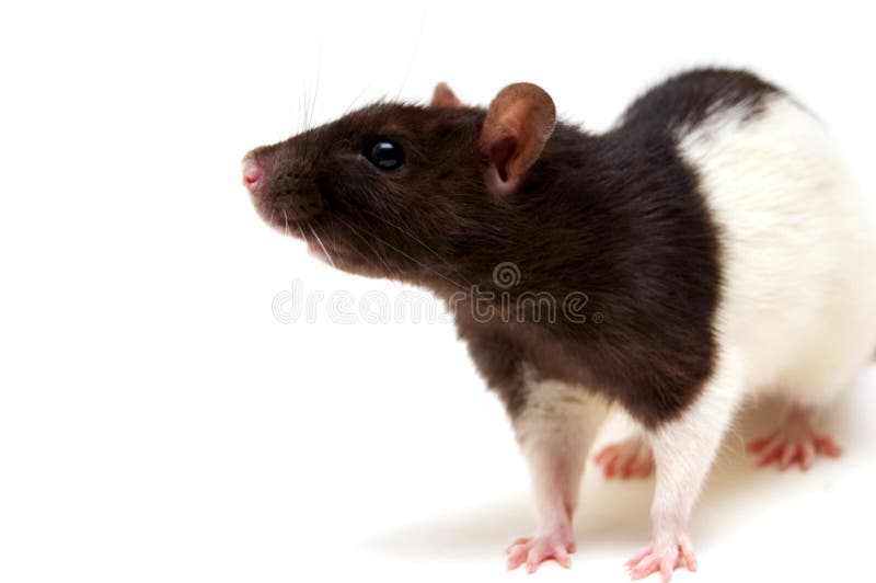 Rata Blanco Y Negro Imagen De Archivo Imagen De Negro 10881939