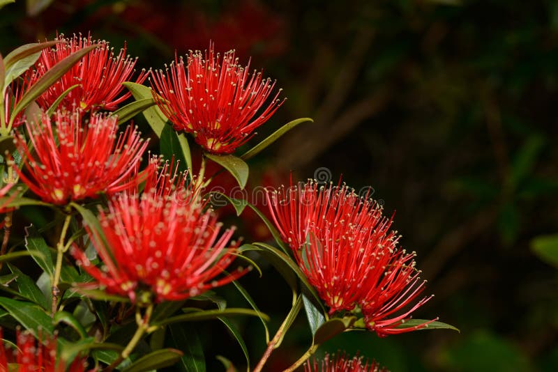 Rata flowers growing at Otira Gorge