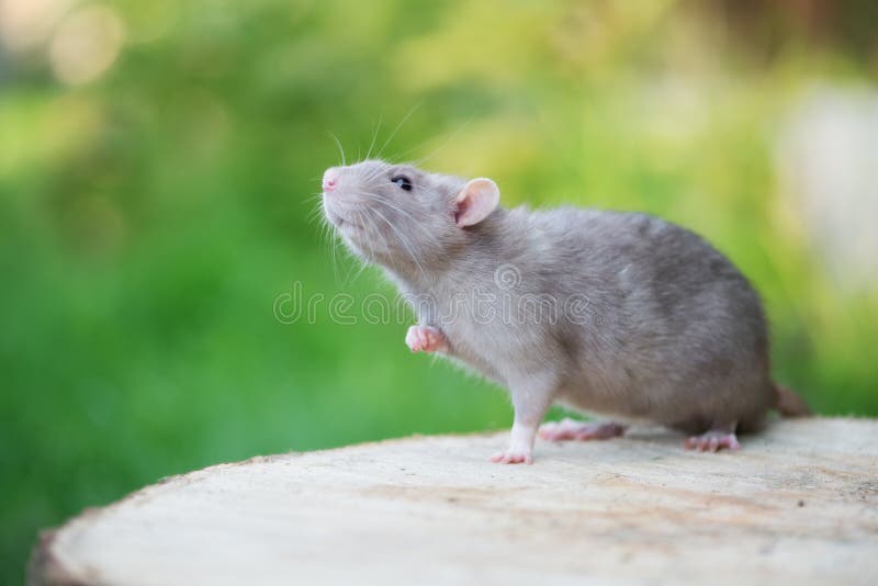 Rata gris adorable del animal doméstico que presenta al aire libre