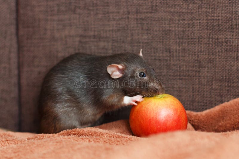 Rata negra del animal doméstico que come la manzana imágenes de archivo libres de regalías Rata negra del animal doméstico que come la manzana imágenes de archivo libres de regalías
