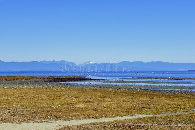 Rathtrevor Beach provincial park during low tide in Vancouver Is royalty free stock images Rathtrevor Beach provincial park during low tide in Vancouver Is royalty free stock images