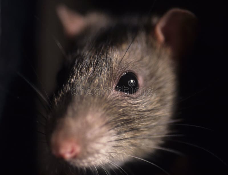 Rato Rato