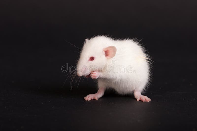 Rato branco bebê em fundo preto imagem de stock