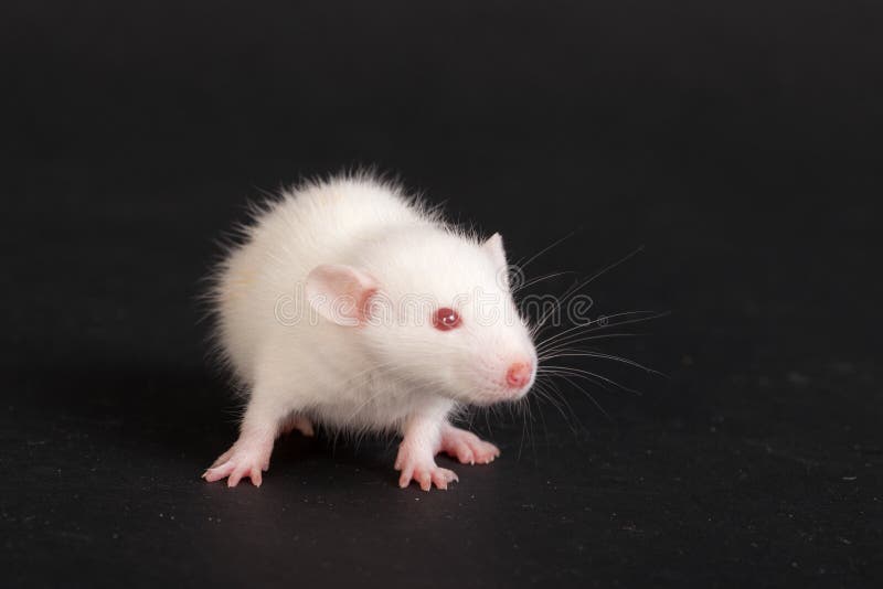 Rato branco pequeno sobre fundo preto fotografia de stock