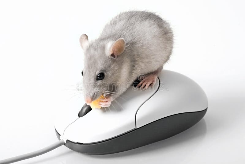 Rato cinzento fotografia de stock royalty free Rato cinzento fotografia de stock royalty free
