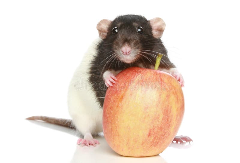 Rolo de rato enorme maçã imagem de stock. Imagem de serras - 282211759