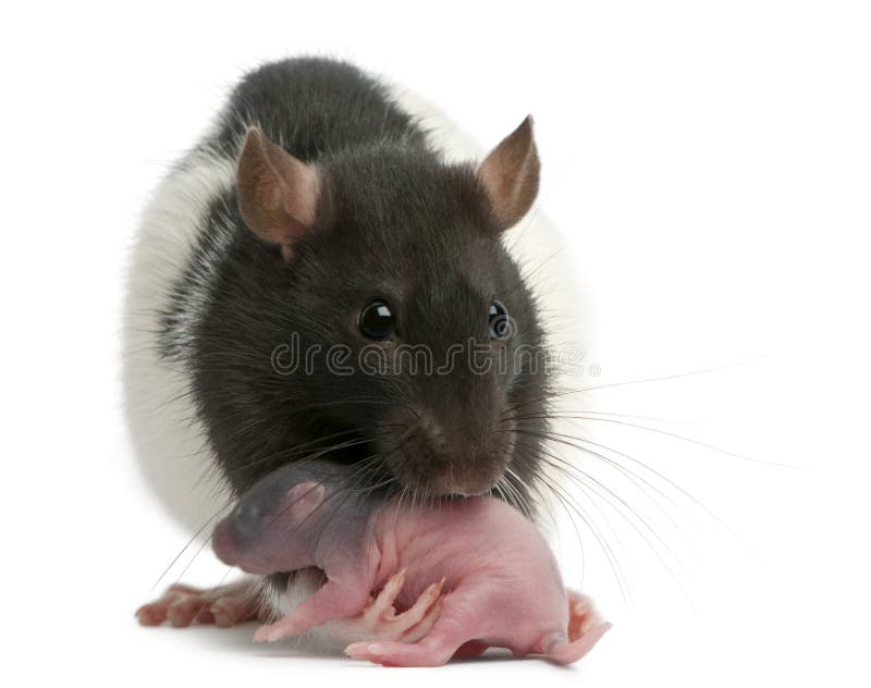 Rato da mãe que leva seu bebê em sua boca, 5 dias velha imagem de stock Rato da mãe que leva seu bebê em sua boca, 5 dias velha imagem de stock