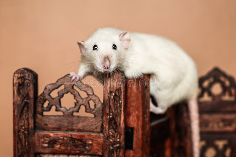 White funny rat balancing on wooden folding screen looking at the camera. White funny rat balancing on wooden folding screen looking at the camera