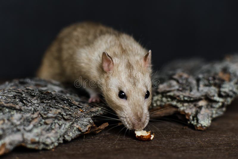 Grey fancy rat trying to reach for nut smelling it standing on bark of tree on dark wooden background. Grey fancy rat trying to reach for nut smelling it standing on bark of tree on dark wooden background