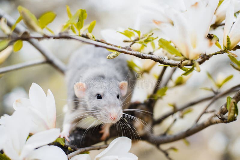 Rato dumbo decorativo ao lado de flores de crisântemo em um branco é fotos,  imagens de © Florimel #256359758