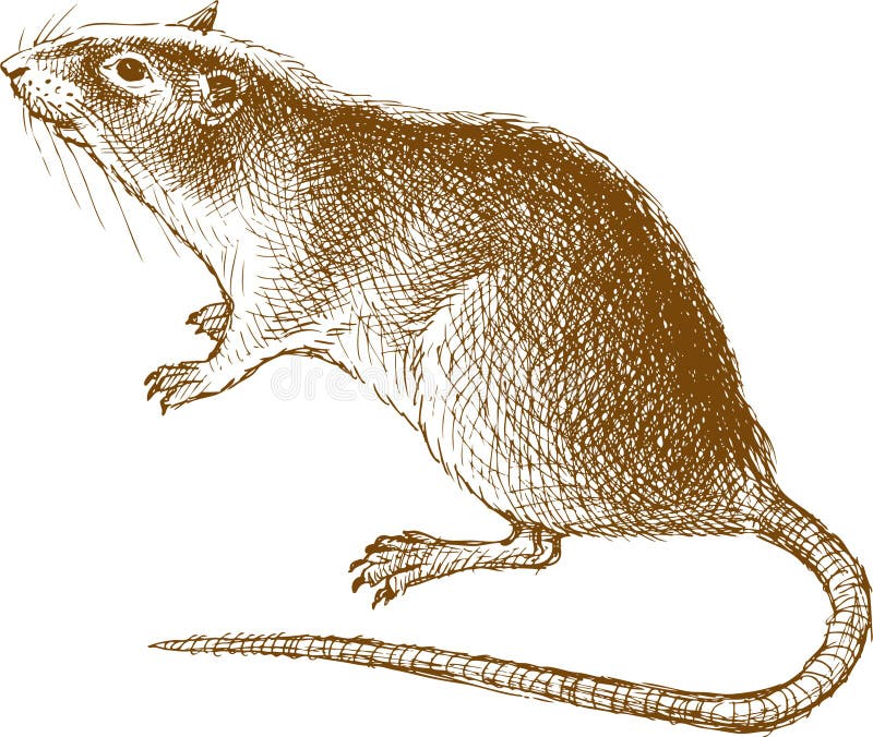 Rato grande ilustração do vetor
