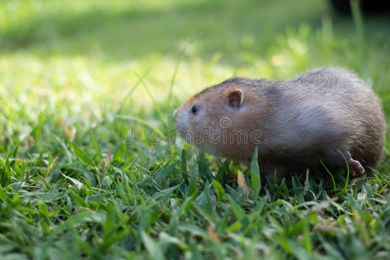 Rato Mole Ou Rato De Bambu Grande No Jardim Foto de Stock - Imagem