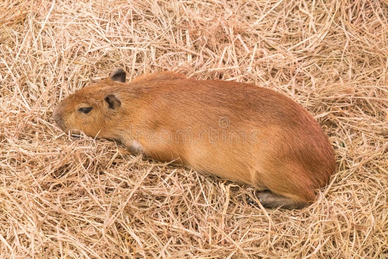 caça ao rato gigante