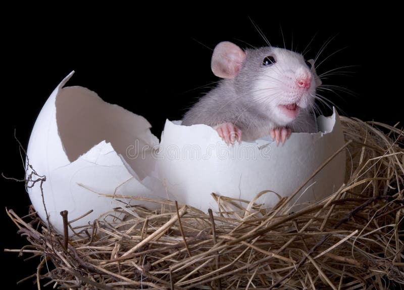 Rato que emerge do ovo foto de stock. Imagem de nascimento 10419038