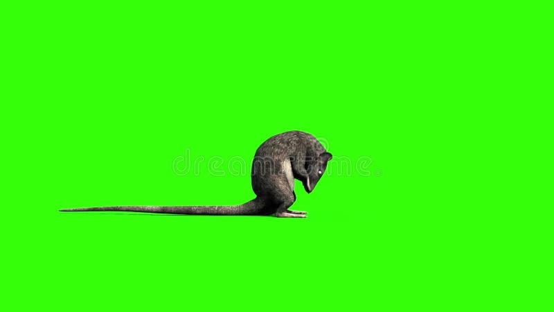 Rato que anda - tela verde video estoque. Vídeo de cinzento - 118971109