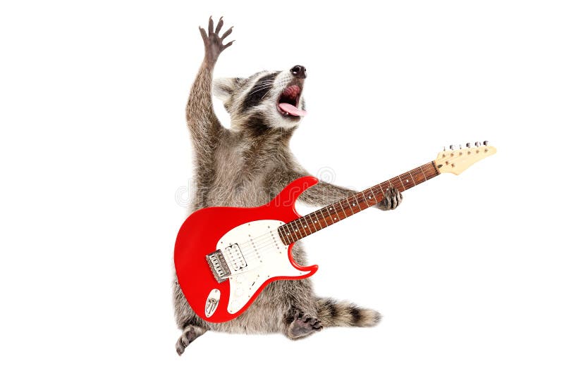 Funny singing raccoon with electric guitar isolated on white background. Funny singing raccoon with electric guitar isolated on white background