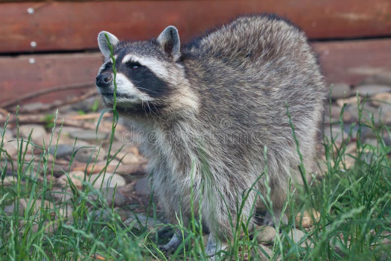 Raton laveur dans le zoo de Moscou photo stock Raton laveur dans le zoo de Moscou photo stock