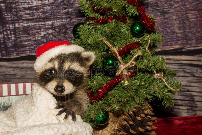 Joyeux Noël Célébration Cerf Raton Laveur Et Moine Sceller Ensemble De