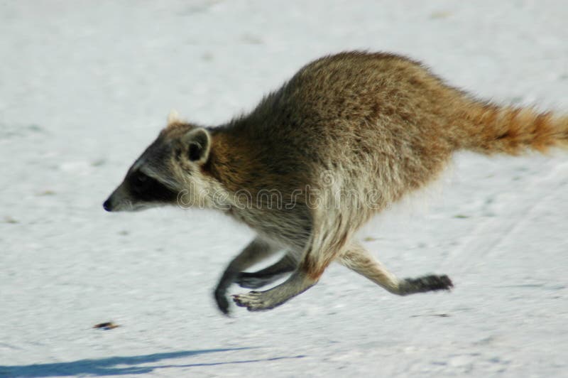 Raton laveur fonctionnant sur la plage image stock