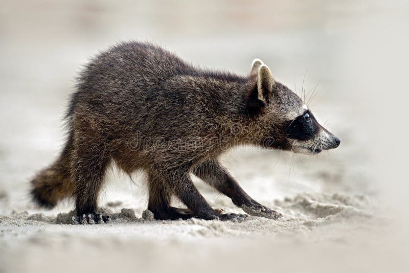 Raton laveur, lotor de Procyon, marchant sur la plage blanche de sable en parc national Manuel Antonio, animal gris dans l'habita photo stock Raton laveur, lotor de Procyon, marchant sur la plage blanche de sable en parc national Manuel Antonio, animal gris dans l'habita photo stock