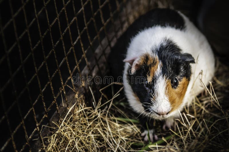 Ratos do animal de estimação em uma gaiola gramínea fotografia de stock Ratos do animal de estimação em uma gaiola gramínea fotografia de stock