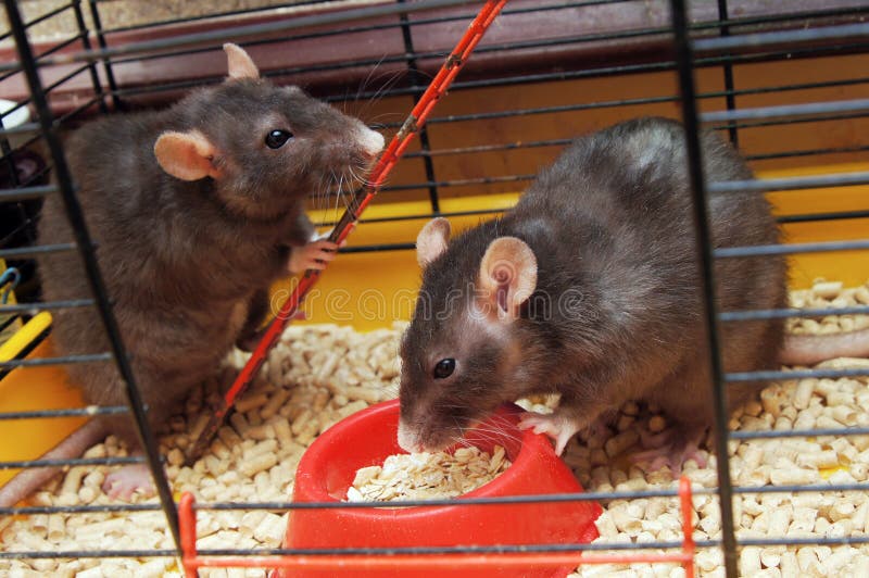 rats in querious space rats in querious space