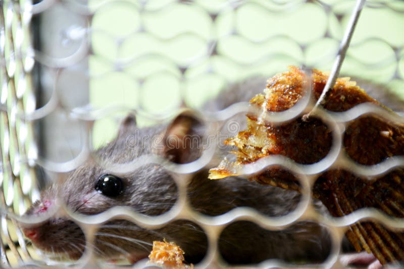 Rats in a Cage Made of Metal Stock Image Image of plague, hospital