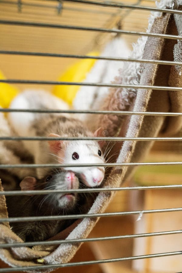 Rats in a cage stock image. Image of dessert, flowers 201986353