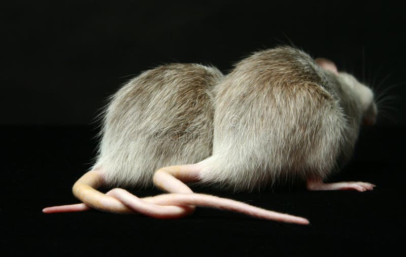 Tails of Rats on a Wooden Table Stock Image Image of restaurant