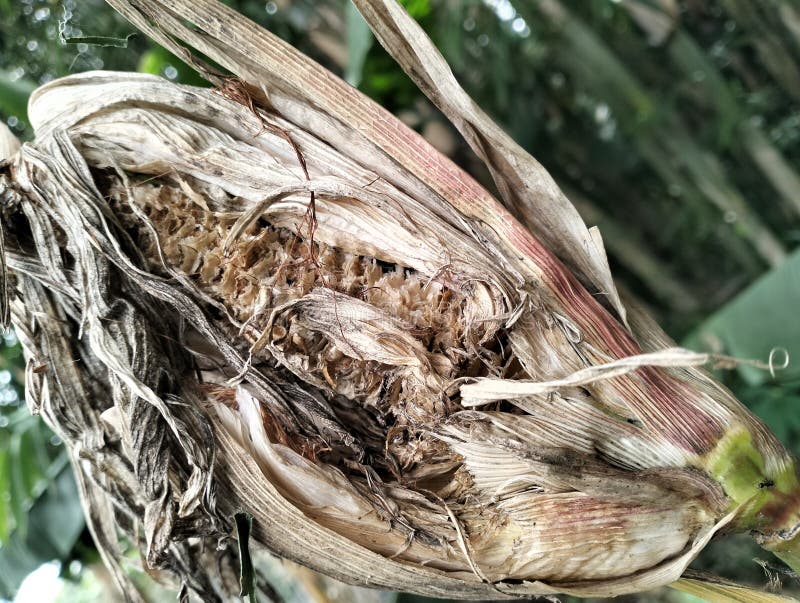 Rats eat sweet corn stock photo. Image of sweet, corn 310783460