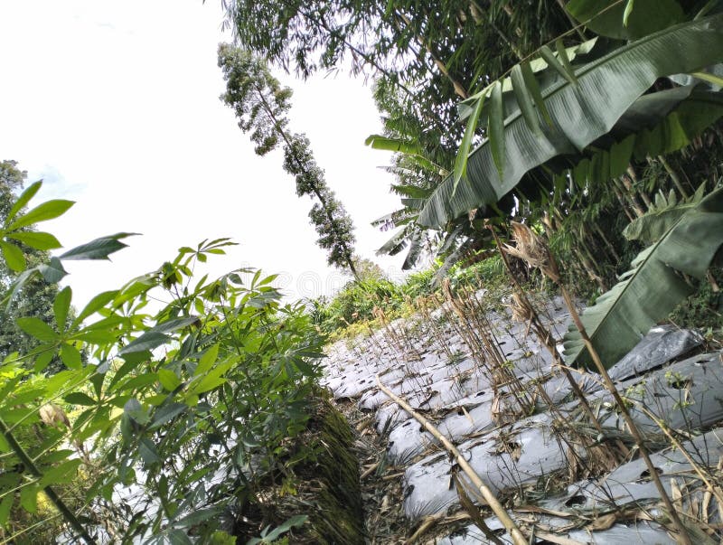 Rats eat sweet corn stock image. Image of corn, sweet 310783495