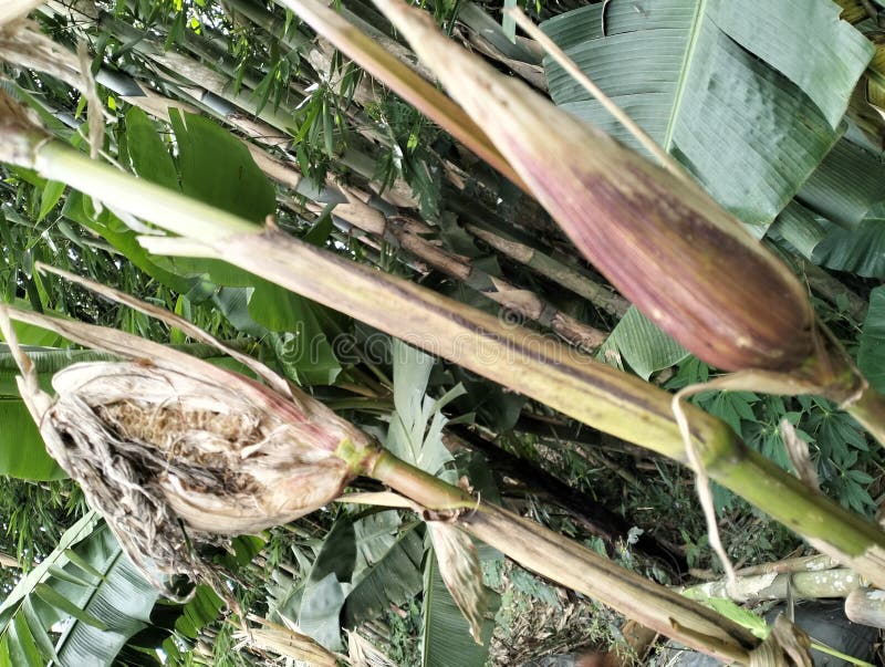 Rats eat sweet corn stock photo. Image of sweet, corn 310783474