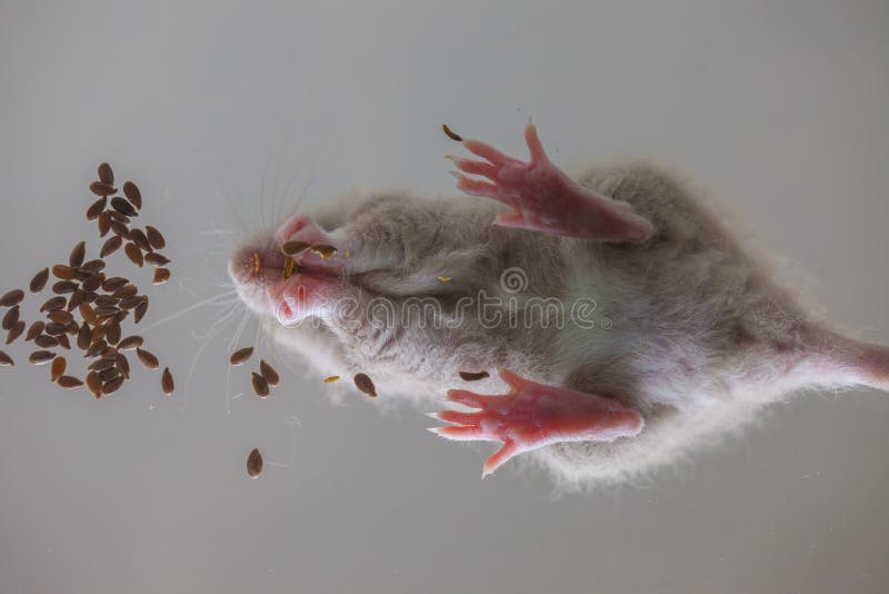 Rats Eat Up Stocks In Search Of Food Stock Photo Image Of