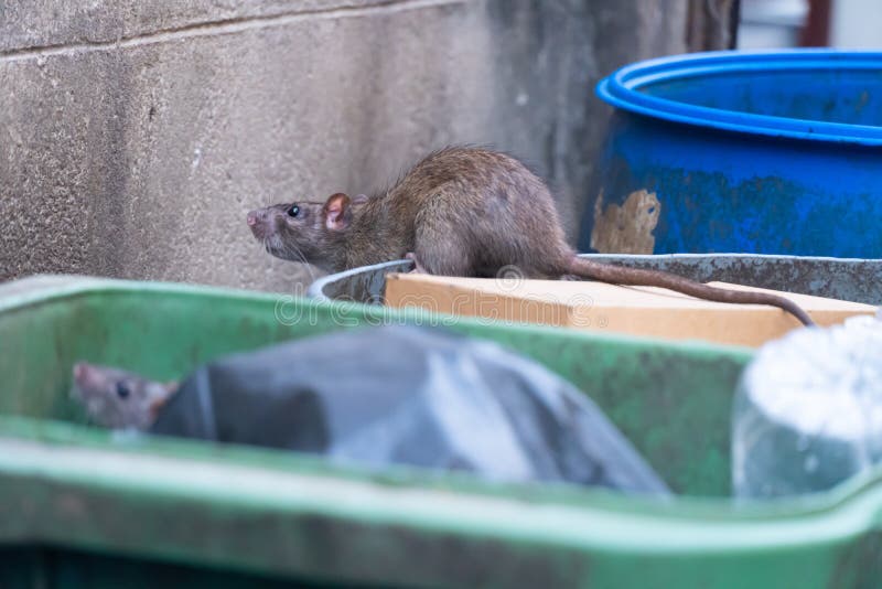 206 Rats Trash Stock Photos Free & RoyaltyFree Stock Photos from