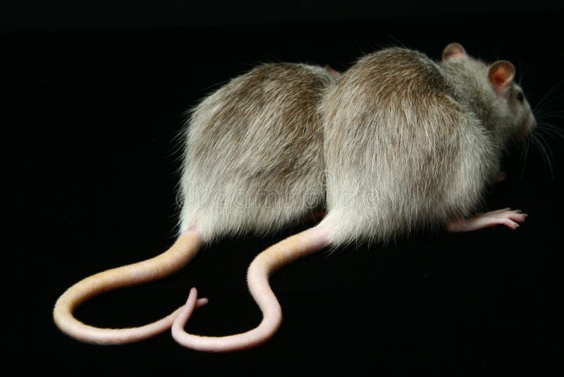 Valentine Rat Stock Images Download 65 Royalty Free Photos