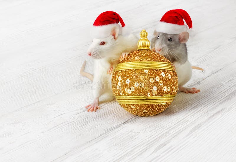 Rats with Gold Christmas ball, New Year Animals in Xmas Red Hats royalty free stock images Rats with Gold Christmas ball, New Year Animals in Xmas Red Hats royalty free stock images