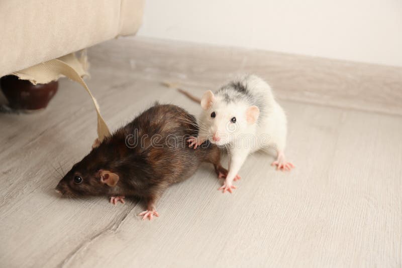 Rat years to human years: How old is my rat? - RatCentral