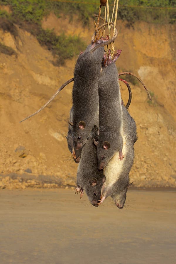 Rats for sale, Dimapur, Nagaland royalty free stock photos Rats for sale, Dimapur, Nagaland royalty free stock photos