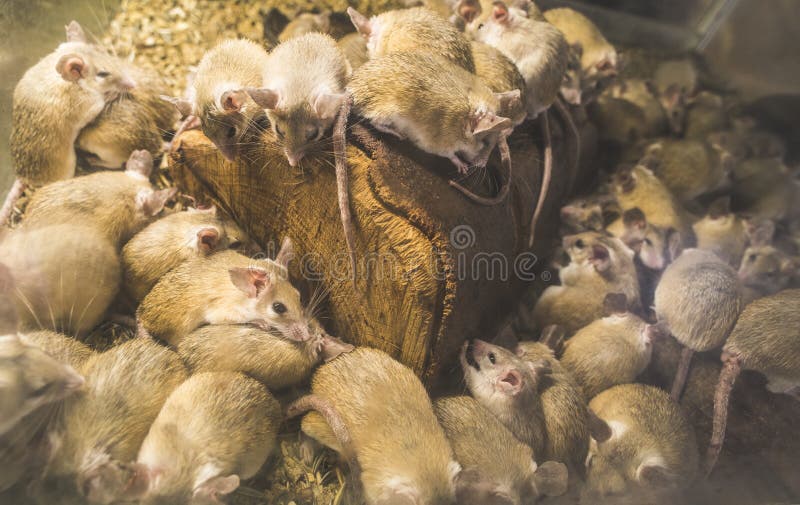 Ratten auf Holz stockbild. Bild von maus, haus, grau