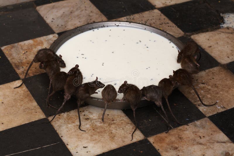 Ratten bij Tempel Deshnock royalty-vrije stock afbeelding Ratten bij Tempel Deshnock royalty-vrije stock afbeelding