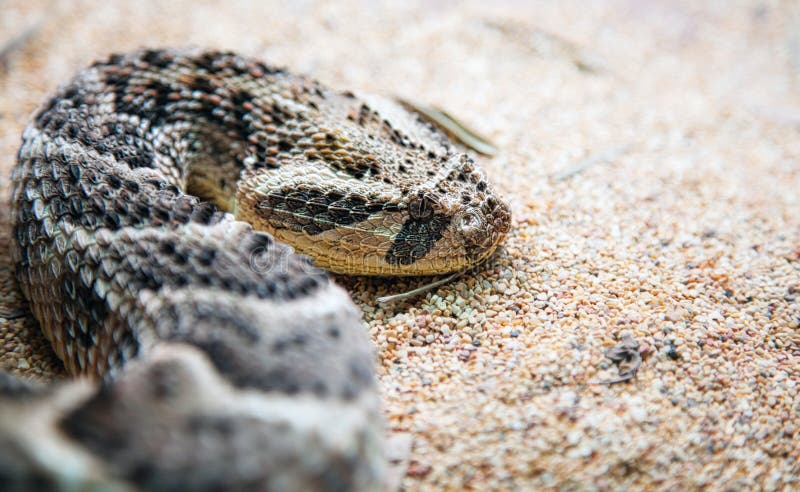 timber rattlesnake head