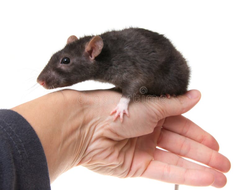 Ratto immagine stock Ratto immagine stock