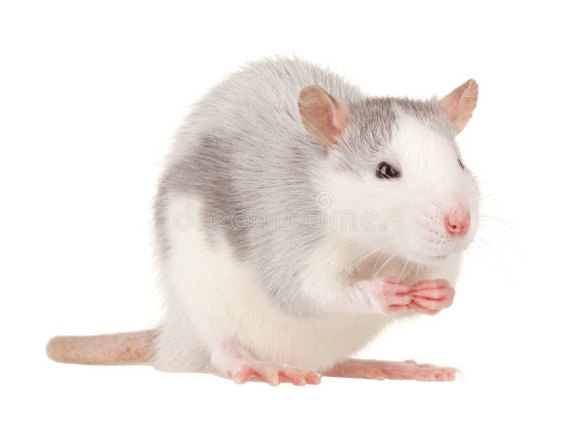 Ratto Ratto
