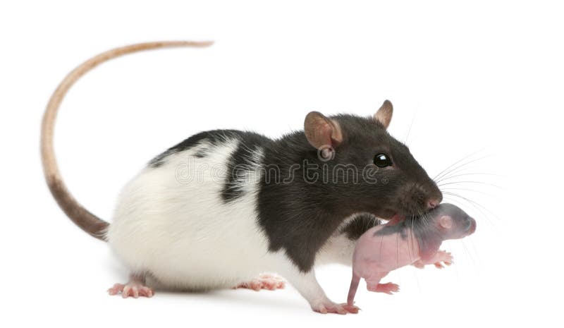 Ratto della madre che porta il suo bambino nella sua bocca, vecchio 5 giorni immagini stock Ratto della madre che porta il suo bambino nella sua bocca, vecchio 5 giorni immagini stock