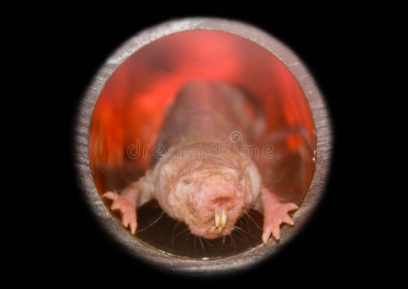 Ratto di talpa nuda fotografie stock Ratto di talpa nuda fotografie stock