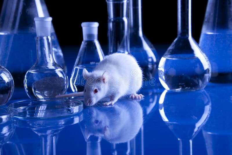 Ratto in laboratorio. Esperimenti sugli animali immagine stock libera da diritti Ratto in laboratorio. Esperimenti sugli animali immagine stock libera da diritti