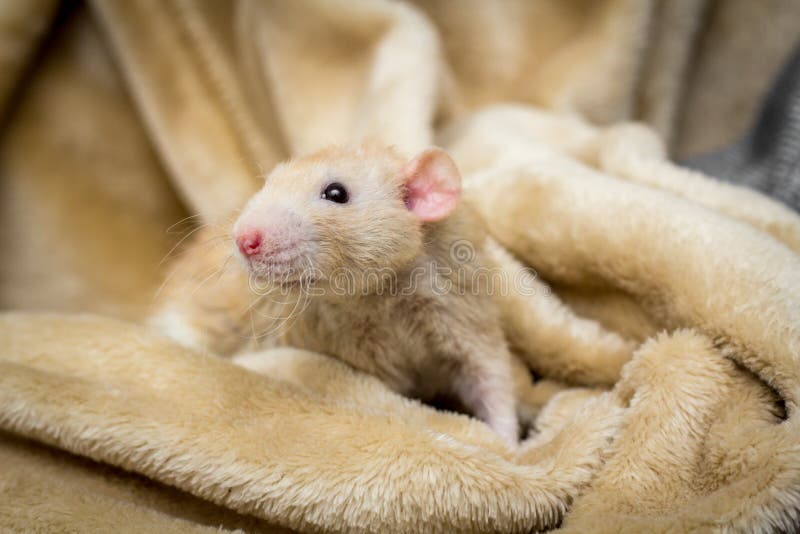Ratto operato dell'animale domestico immagini stock Ratto operato dell'animale domestico immagini stock